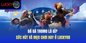 đá gà Thomo